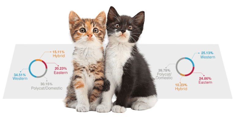 How Accurate Are Cat DNA Tests?