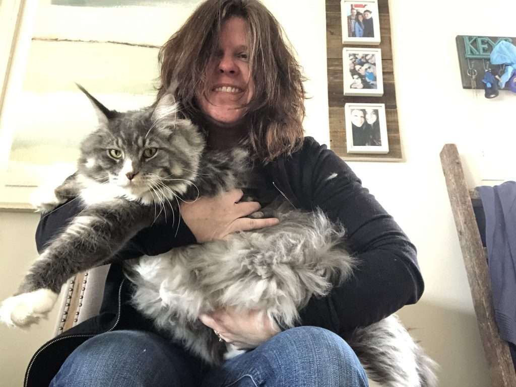 How Big Do Maine Coon Cats Get?