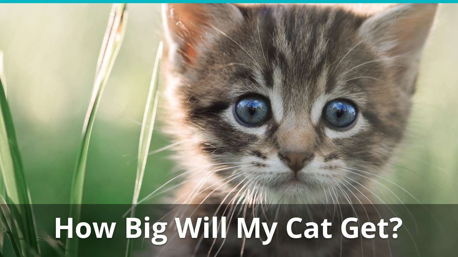 How Big Will My Kitten Get, &  When Is It Fully Grown ...