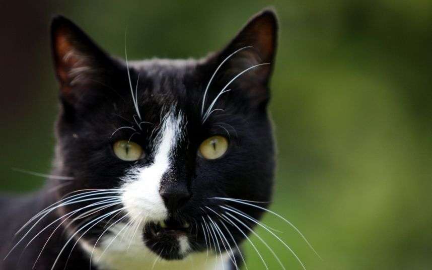 How black and white cats get their patchy fur