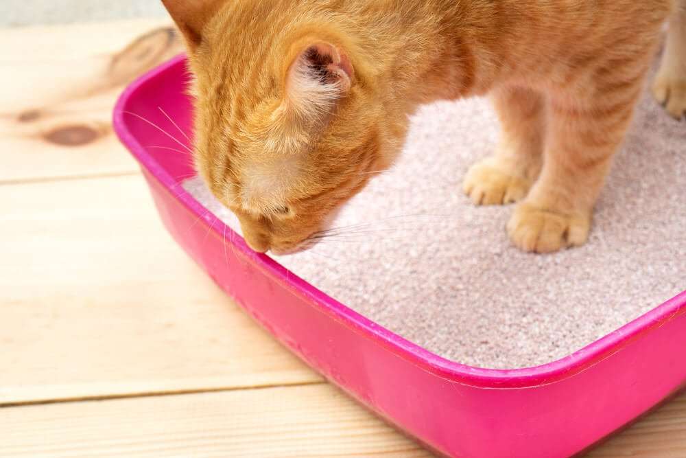 How Can I Stop My Cat Peeing Outside The Litter Box?