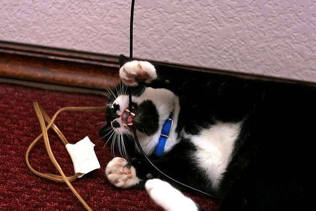 How Can I Stop My Cats From Chewing Wires?