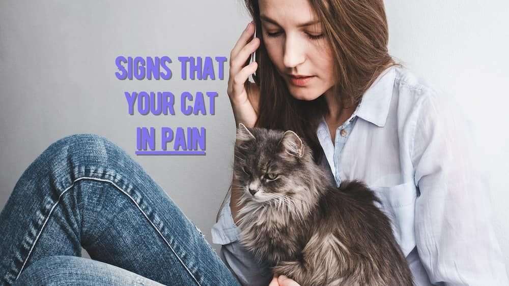 How can you tell if Cat is in Pain