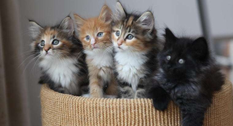 How Can You Tell Which Kittens Are Long Haired ...