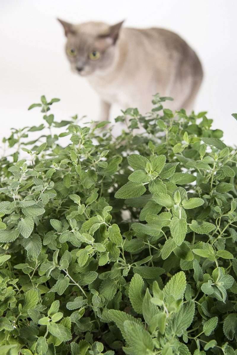How Catnip Makes the Chemical That Causes Cats to go Crazy