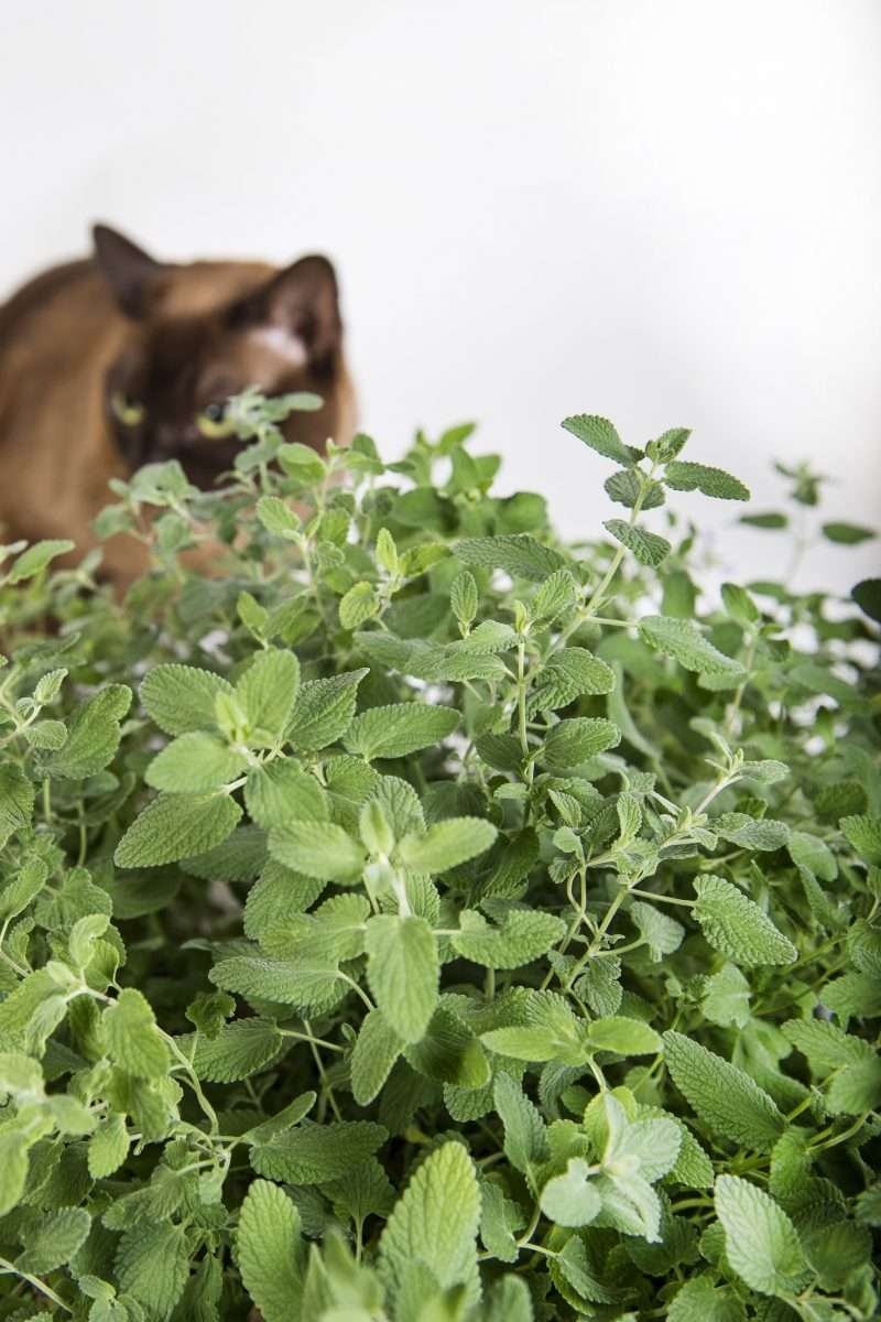 How catnip makes the chemical that causes cats to go crazy