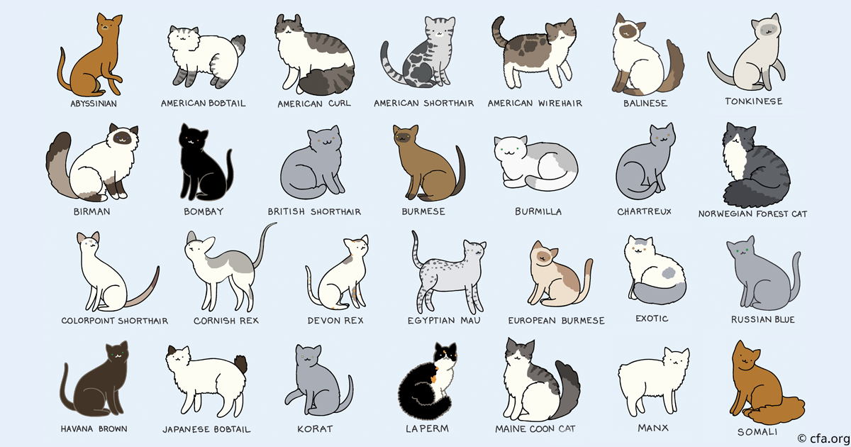 How Do You Know What Breed Of Cat You Have