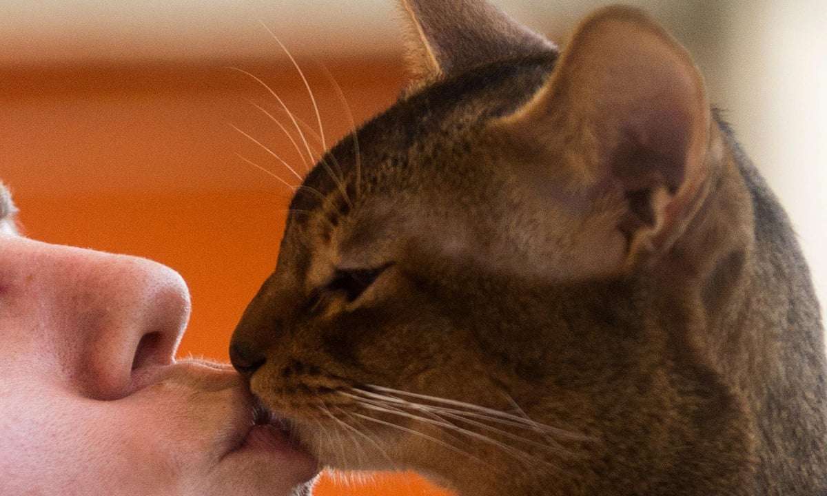 How do you know your cat loves you? Let me count 25 ways ...