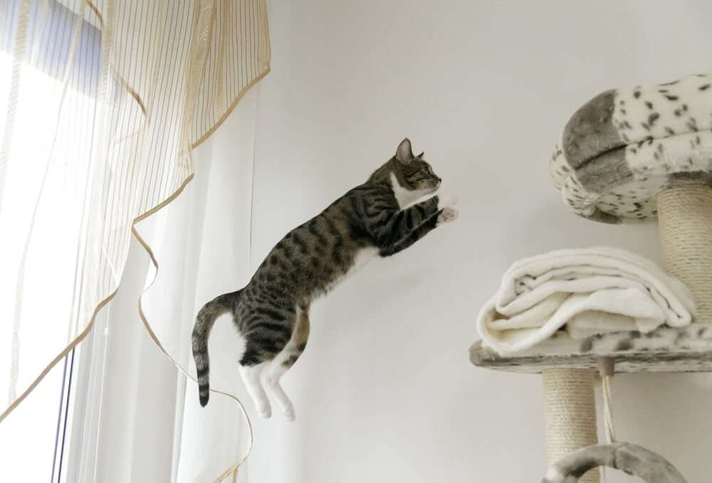 How High Can Cats Jump? What is the Current World Record?