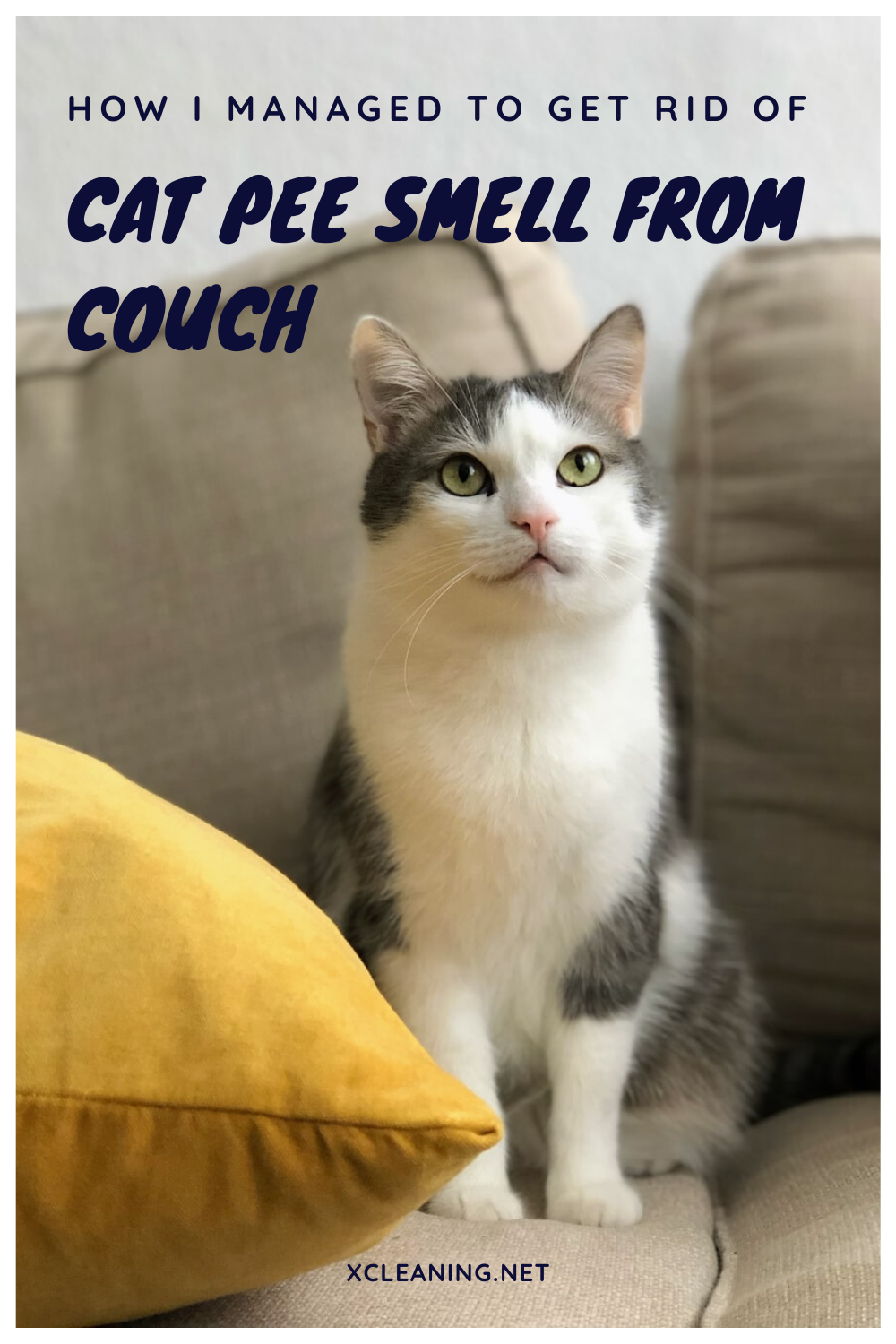 How I Managed To Get Rid Of Cat Pee Smell From Couch ...