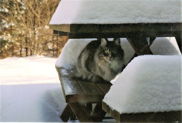 How long can a cat survive in the cold?