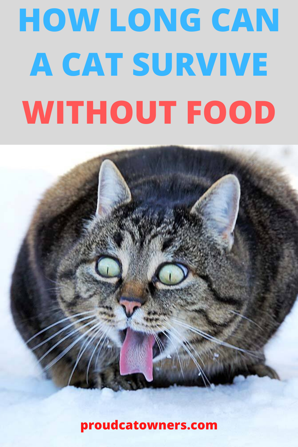 How Long Can A Cat Survive Without Food