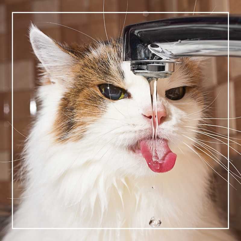 How Long Can A Cat Survive Without Water?