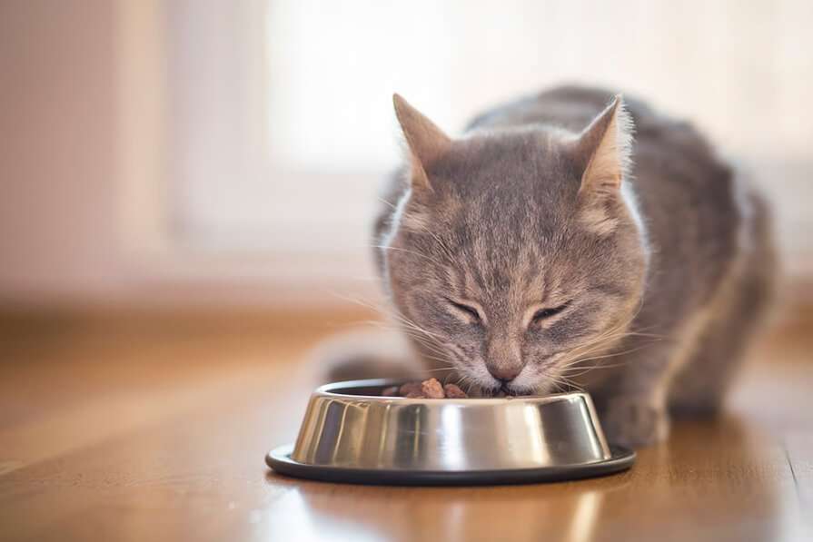 How Long Can You Leave Cat Food Out