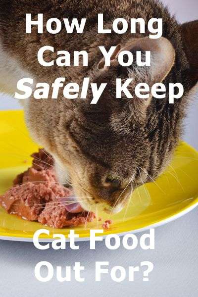 How Long Can You Safely Keep Cat Food Out For?