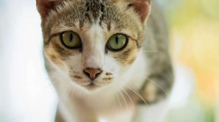 How Long Do Cats Live? 3 Factors That Affect A Cats Lifespan