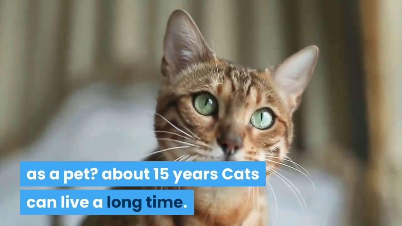 How long do cats live as a pet?