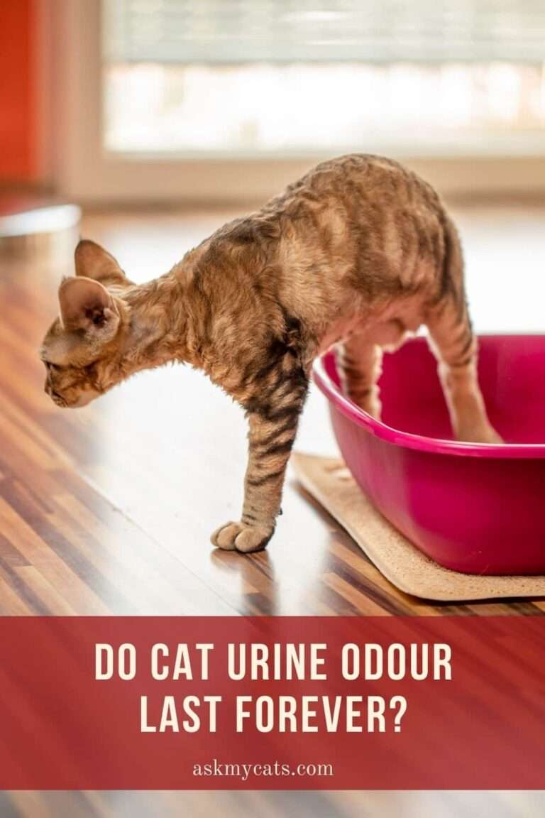 How Long Does Cat Urine Odour Last? Know These Facts!