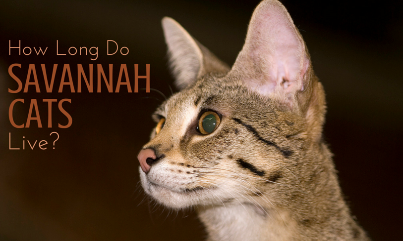 How Long is the Savannah Cat Lifespan?