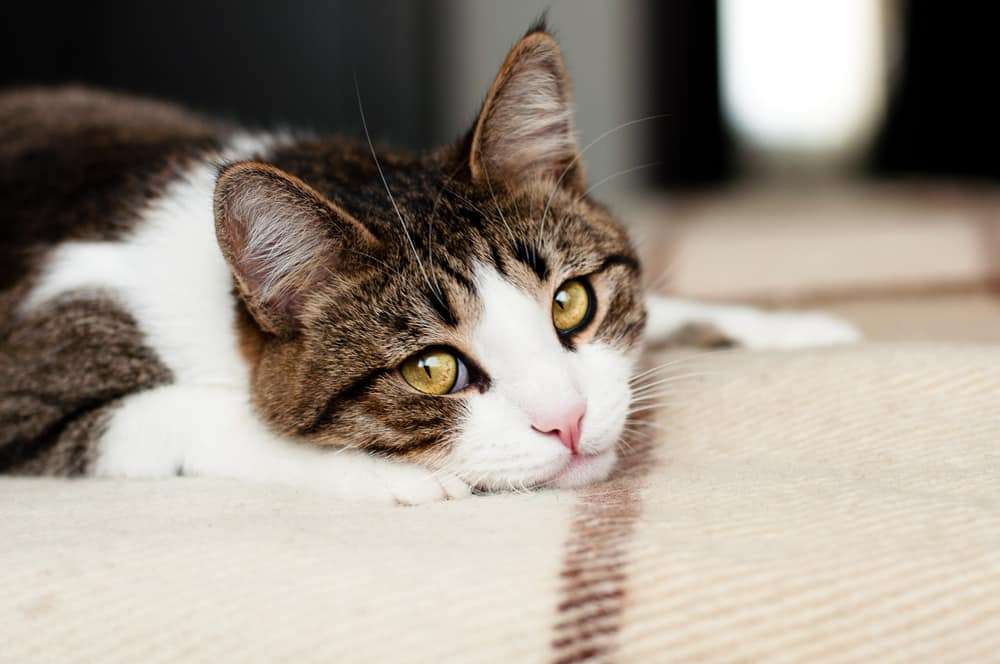 How Long Should I Quarantine a Cat With Ringworm?