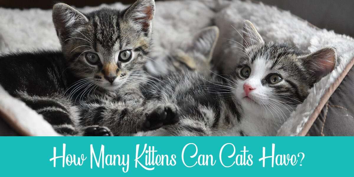 How Many Kittens Do Cats Have? (And How to Estimate it ...