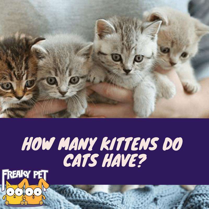 How Many Kittens Do Cats Have?