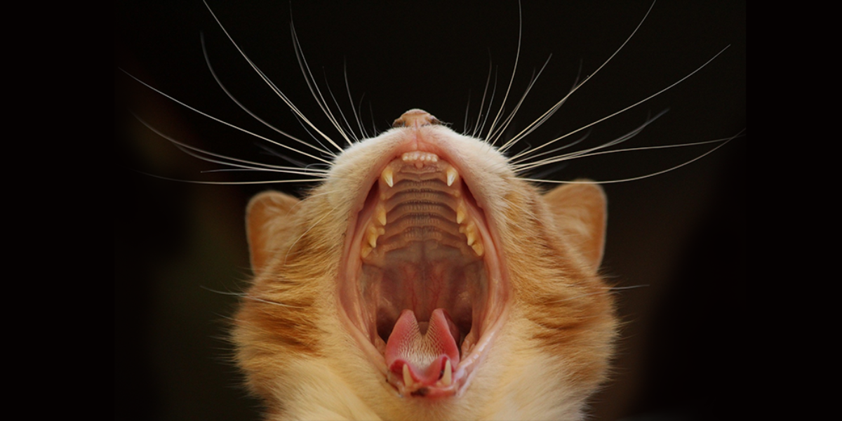 How Many Teeth Does A Cat Have In Its Mouth