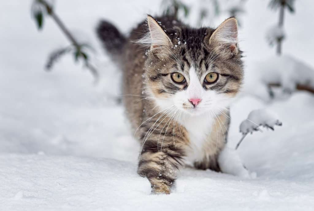 How Much do Norwegian Forest Cat Kittens Cost ...