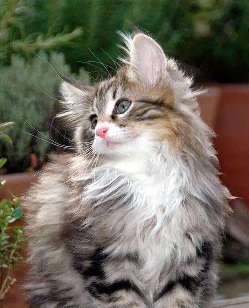 How much does a Norwegian Forest Kitten Cost?