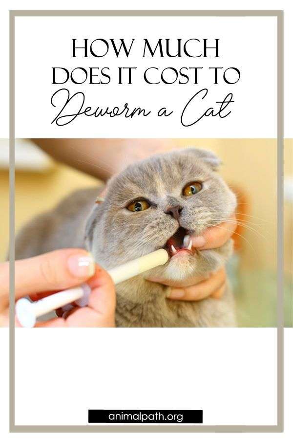 How Much Does It Cost to Deworm a Cat?