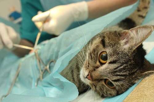 How Much Does It Cost to Spay a Cat?
