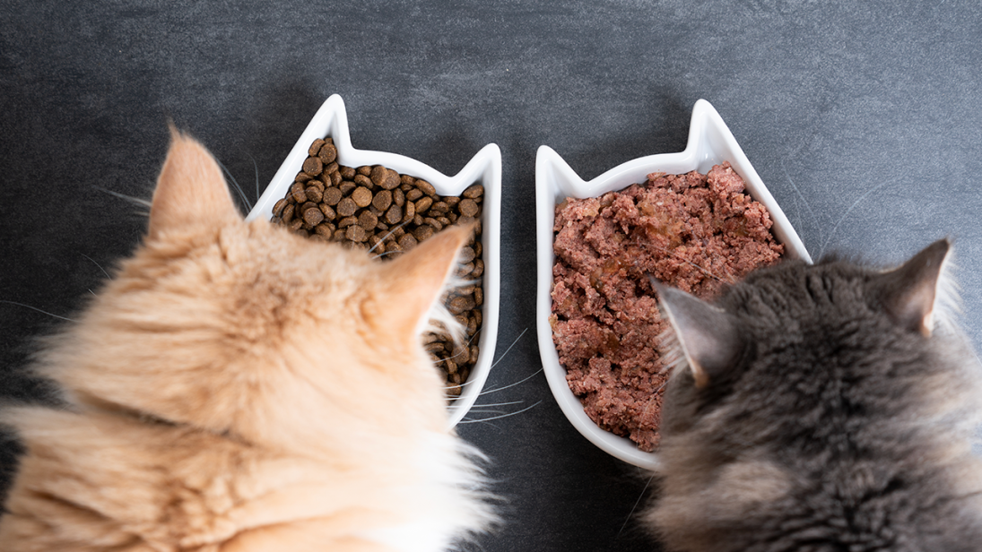 How Much Wet Food Should I Feed My Cat?