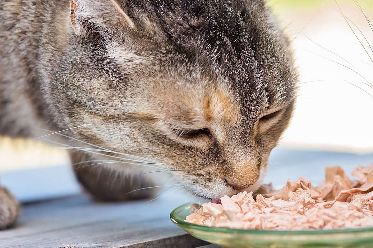 How Much Wet Food Should You Feed Your Cat ...