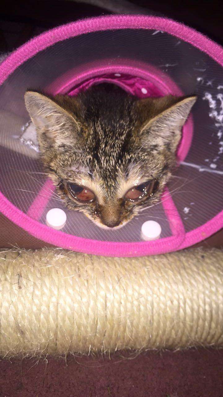 How much would it cost to treat a kittens severe eye ...