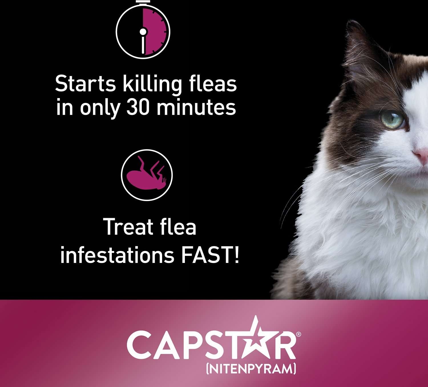 How Often Can I Give Capstar To My Cat
