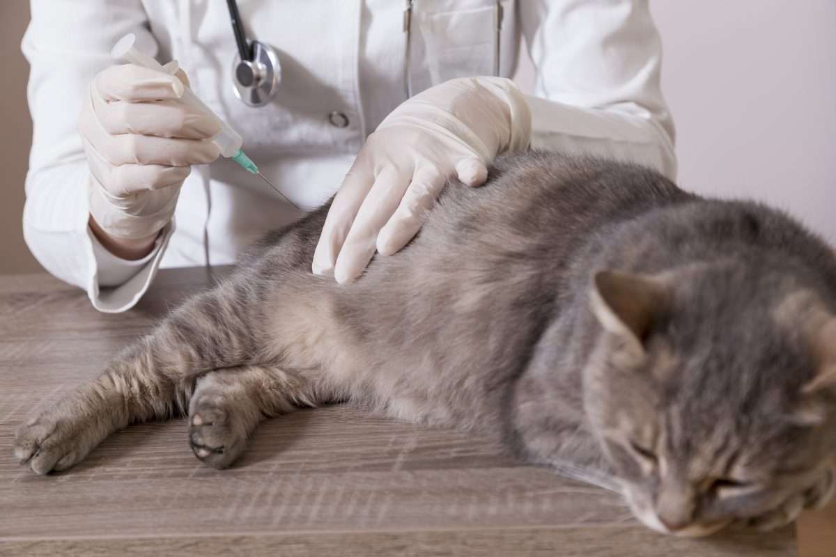 How Often Do Indoor Cats Need Rabies Shots