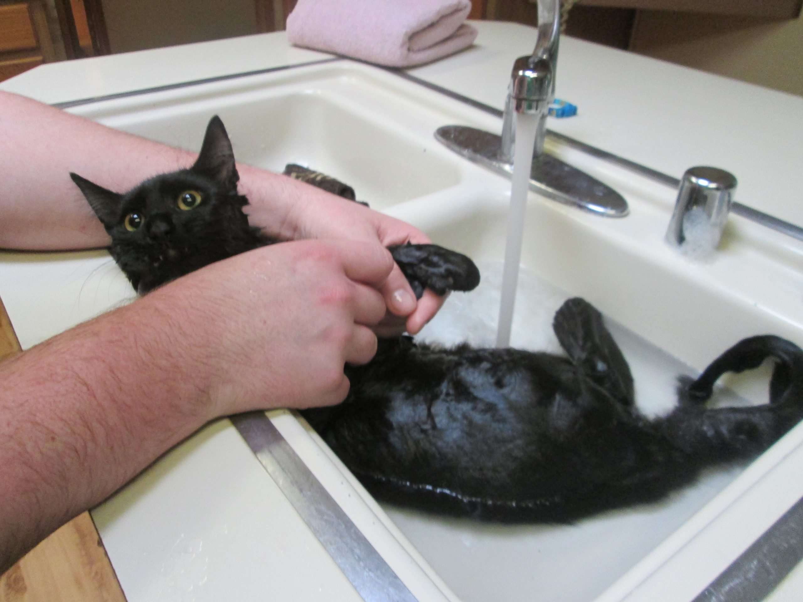 How Often Do You Bathe Your Indoor Cat?