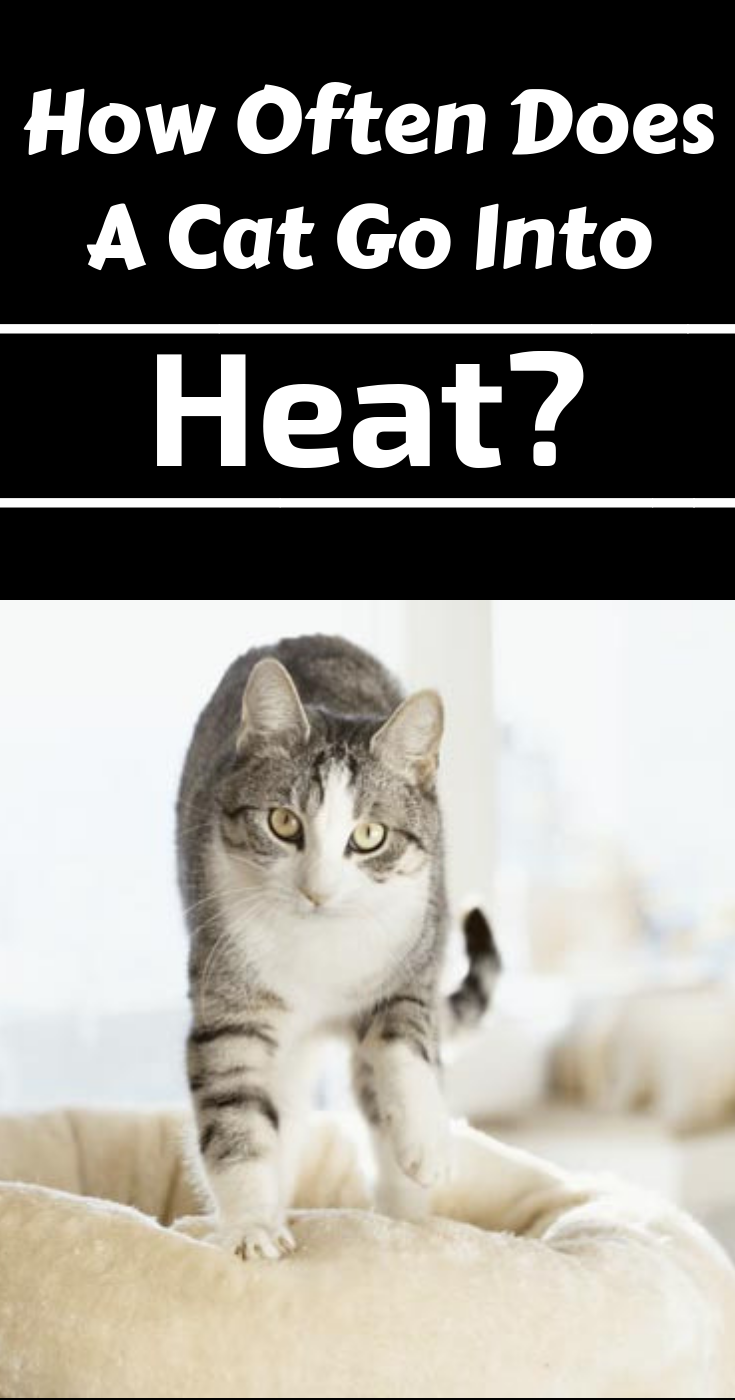 How Often Does A Cat Go Into Heat? The website Cat