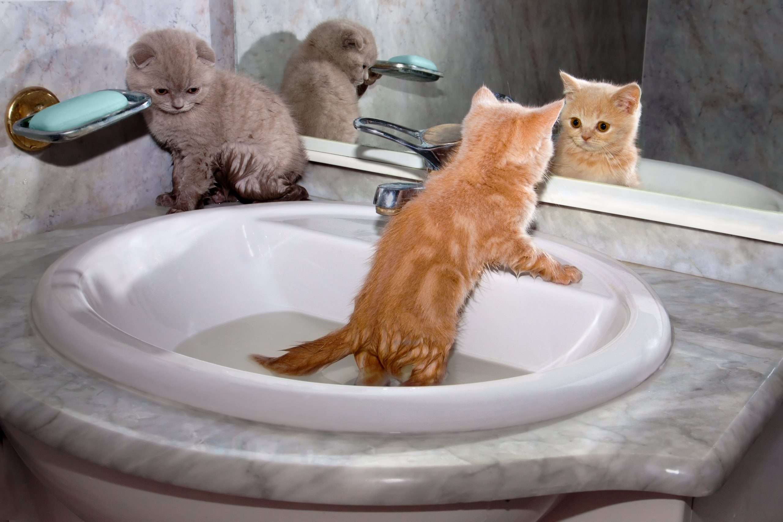 How Often You Should Bathe Your Indoor Cat? Cat Bathing ...