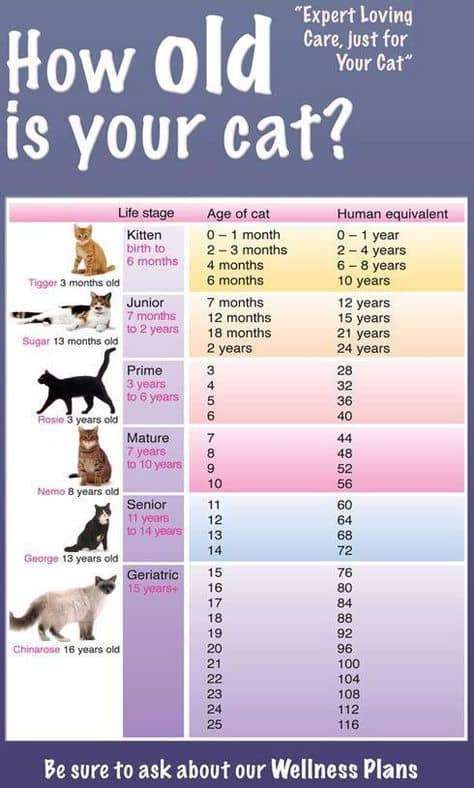 How Old Is My Cat In Cat Years Infographic