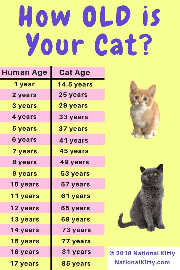 How old is your cat in cat years? Convert your cat