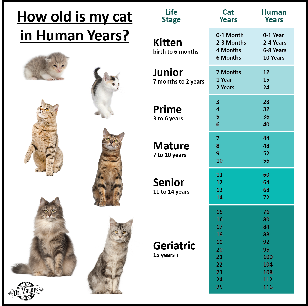 How old is your cat in human years? #catlife # ...