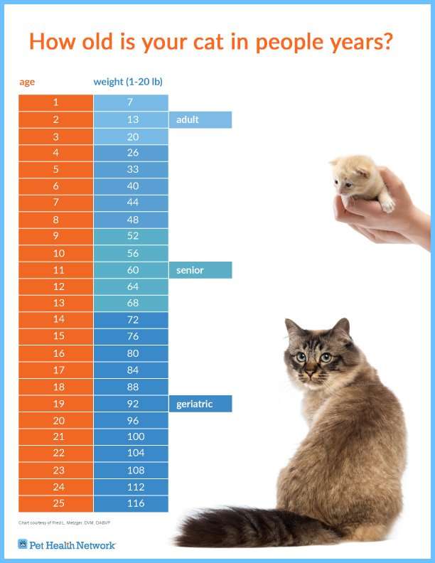 How Old is Your Cat in People Years?