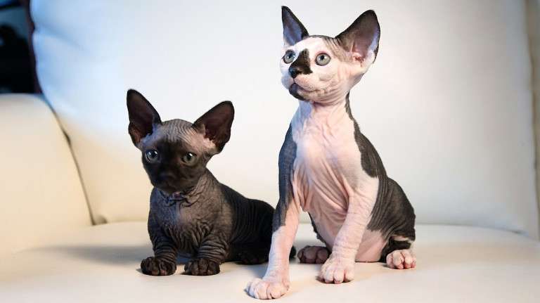 How to Become the Trusted Sphynx Breeders