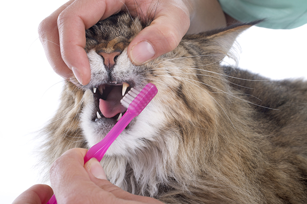 How to Brush a Cats Teeth