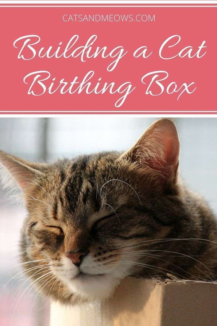 How To Build a Cat Birthing Box
