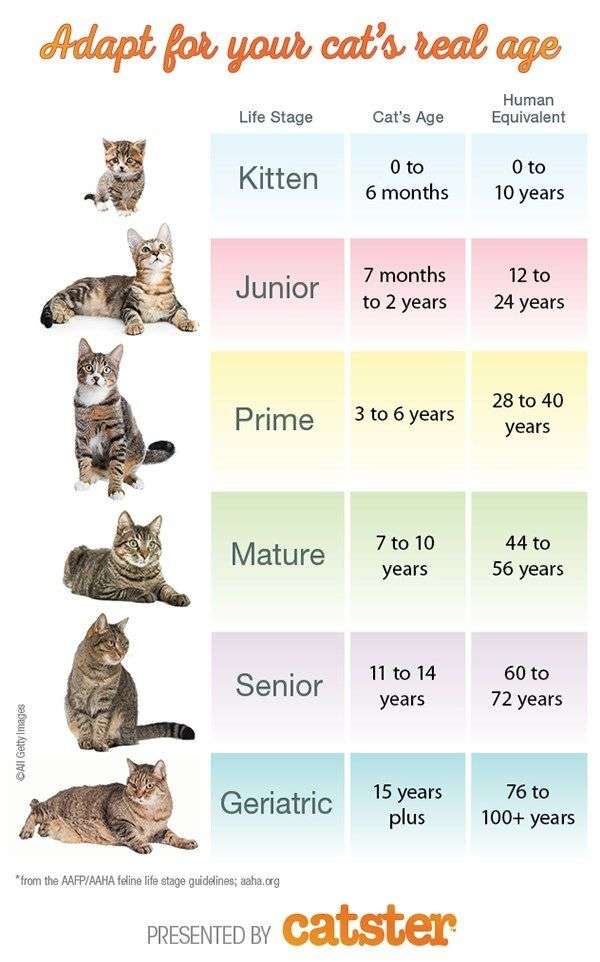 How to Calculate Your Cat