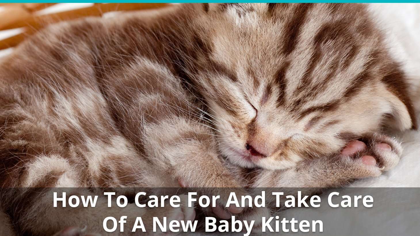 How To Care For And Take Care Of A New Baby Kitten Like An ...