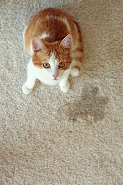 How to Clean Cat Pee and Poop Accidents