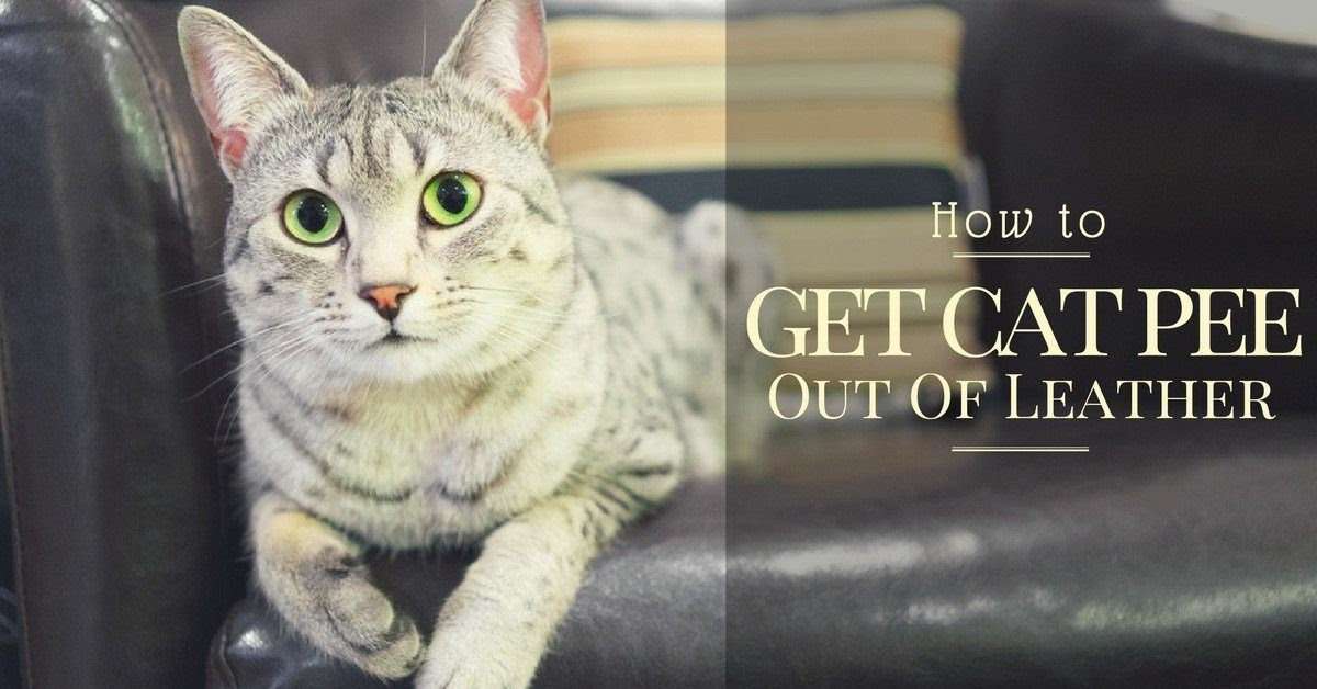 How To Clean Cat Poop Off Leather Couch